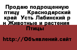 Продаю подрощенную птицу. - Краснодарский край, Усть-Лабинский р-н Животные и растения » Птицы   